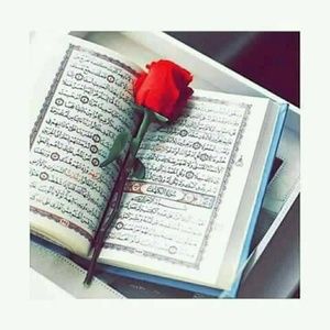 Meet your Posher, Tammam